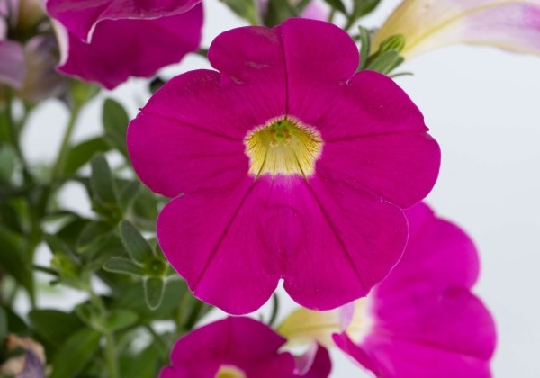Petunia atkinsiana Cascadias Rose (12 cm)
