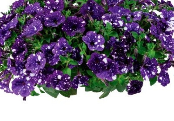 Petunia atkinsiana Splash Dance Bolero Blue
