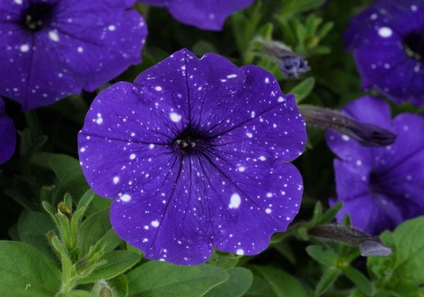 Petunia atkinsiana Splash Dance Bolero Blue
