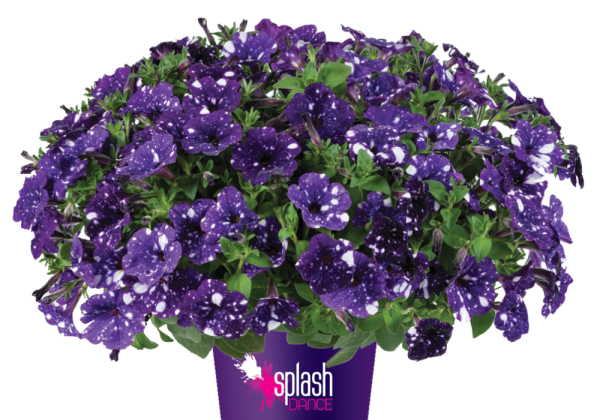 Petunia atkinsiana Splash Dance Bolero Blue