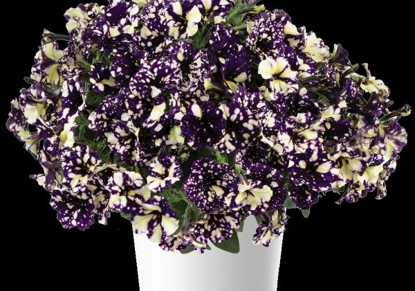 Petunia atkinsiana Splash Dance Violet Vogue