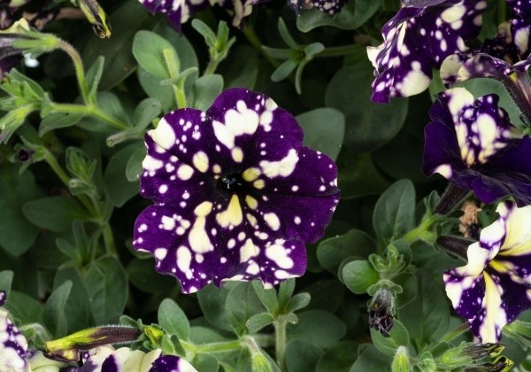 Petunia atkinsiana Splash Dance Violet Vogue