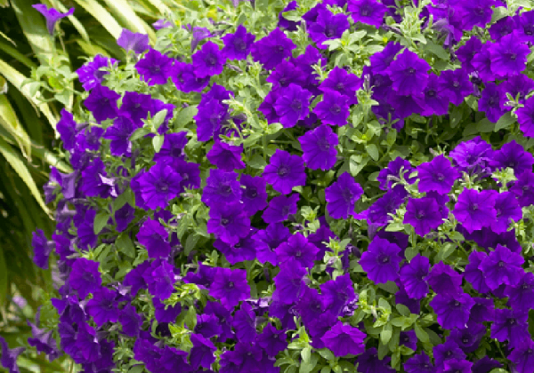 Petunia atkinsiana Surfina Violet (12cm)