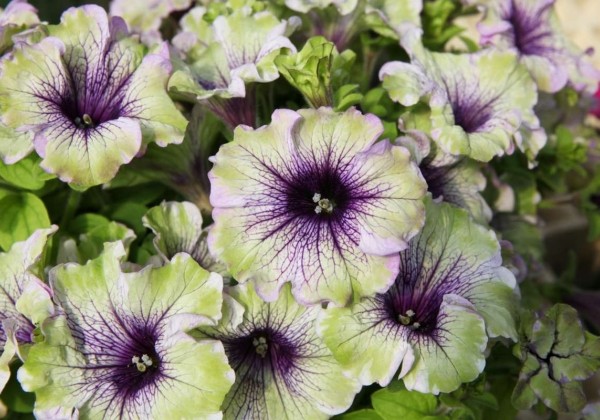 Petunia atkinsiana Amazonas Plum Cockatoo