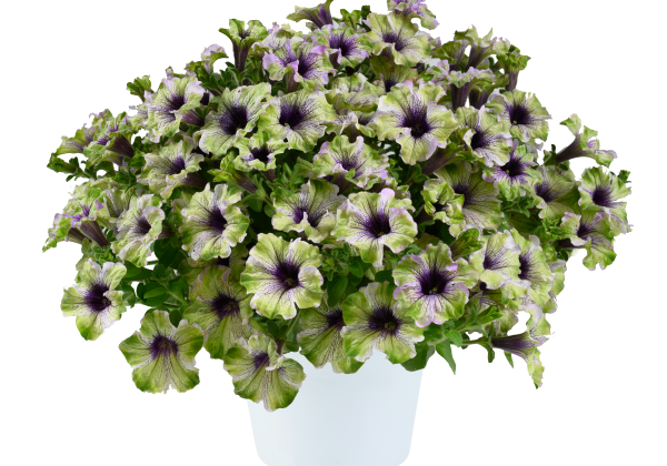 Petunia atkinsiana Amazonas Plum Cockatoo