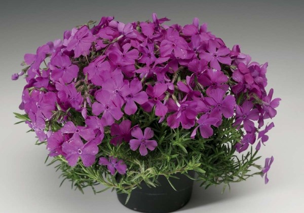 Phlox subulata Mc Daniel's Cushion