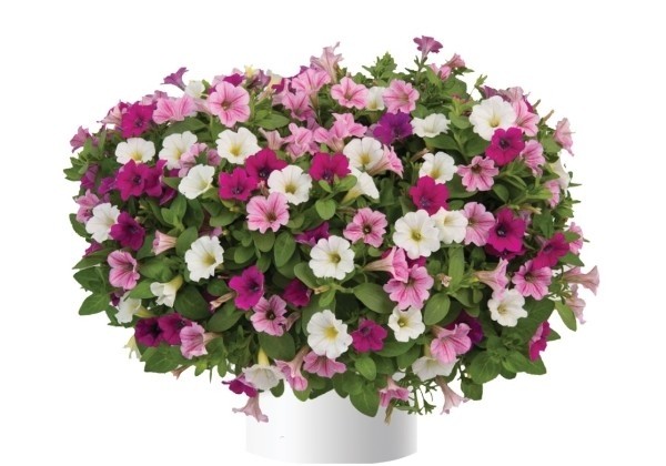 Petunia atkinsiana Trio, Cotton Candy Delight