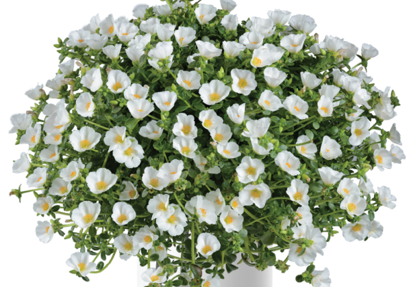 Portulaca oleracea Pazzaz White