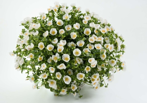 Portulaca oleracea Pazzaz White