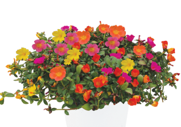 Portulaca oleracea Mixis Pazzaz Party Pazzaz