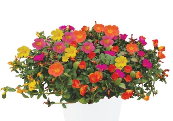 Portulaca oleracea Mixis Pazzaz Party Pazzaz