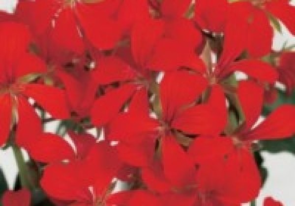 Pelargonium peltatum Decora Rot (12 cm)