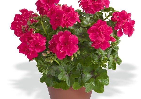 Pelargonium peltatum Infinity Hot Pink