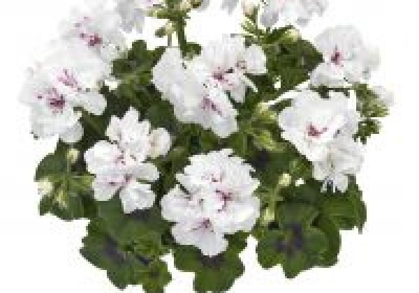Pelargonium peltatum Infinity White 2021