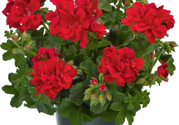 Pelargonium peltatum Infinity Early Fireball 2020