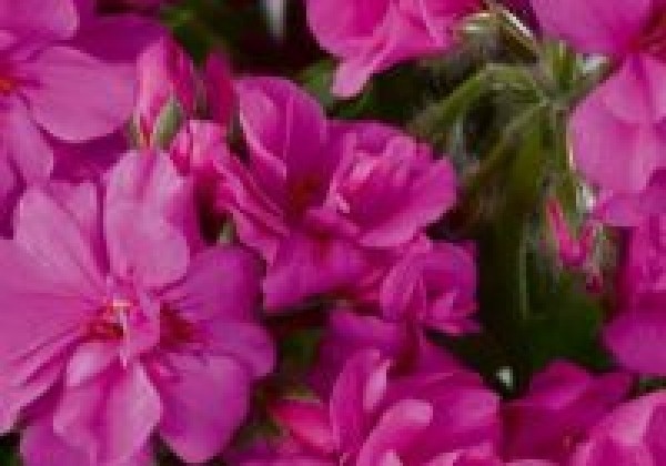 Pelargonium peltatum Infinity Amethyst