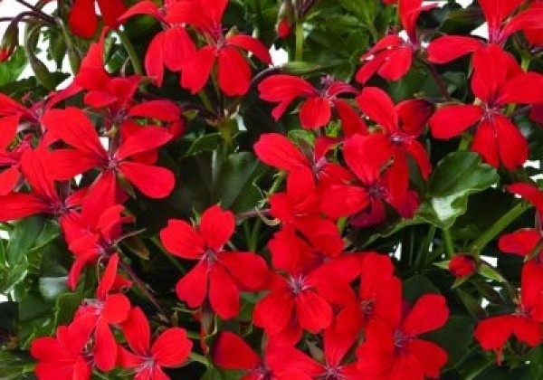 Pelargonium peltatum Ville de Paris Rot (12 cm)