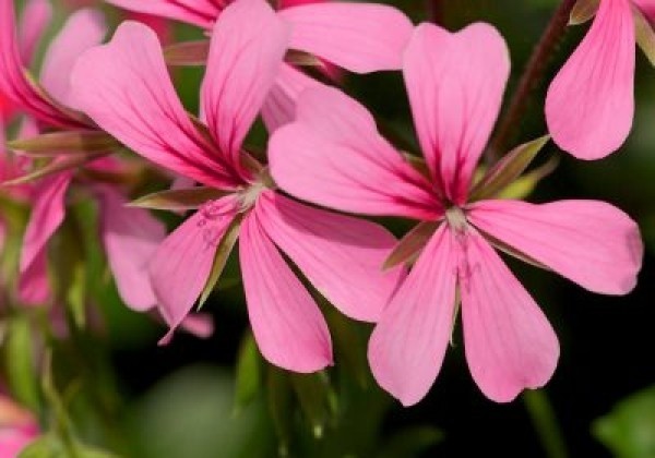Pelargonium peltatum Ville de Paris Rosa (12 cm)