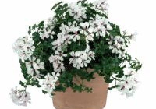 Pelargonium peltatum Ville White Polar (12cm)