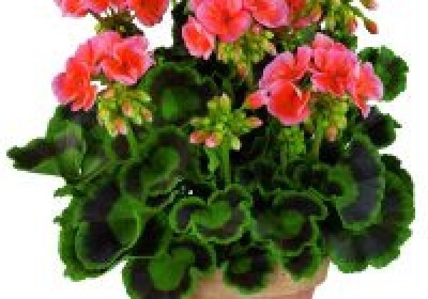 Pelargonium zonale Brilliant Salmon