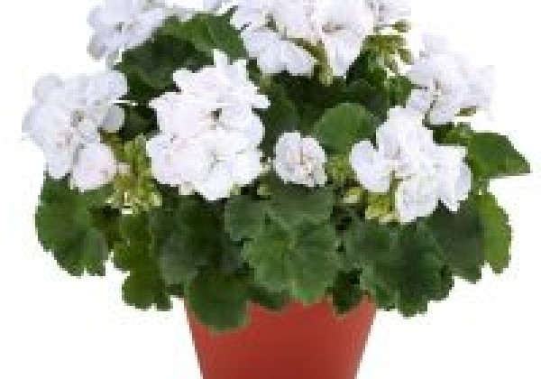 Pelargonium zonale Brilliant White 2022