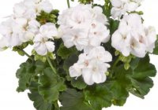 Pelargonium zonale Easy White 2021