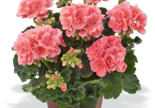 Pelargonium zonale Easy Salmon