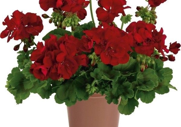 Pelargonium interspecific  Fantastic Midnight Red