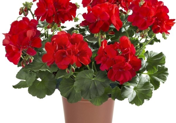 Pelargonium interspecific  Fantastic Champion Fire red