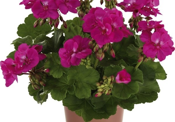Pelargonium interspecific  Fantastic Lilac