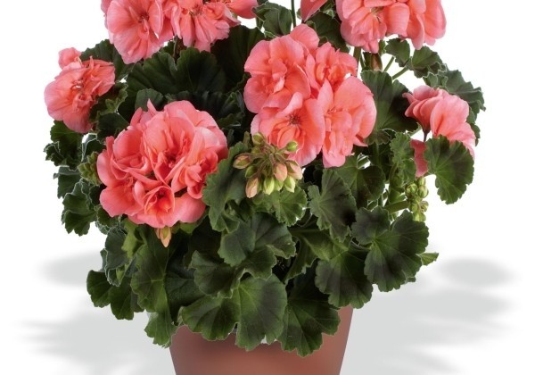 Pelargonium zonale Nightdancer Salmon