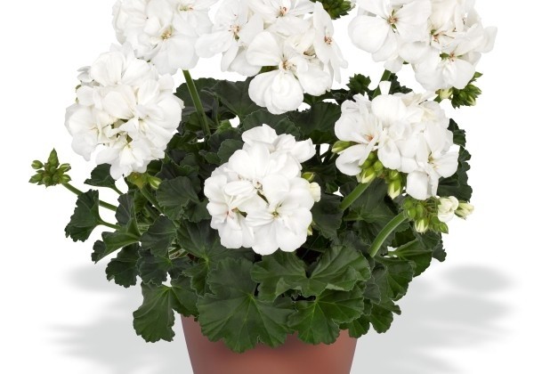 Pelargonium zonale Nightdancer White