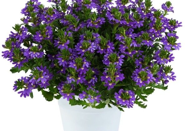 Scaevola aemula Touch Indigo