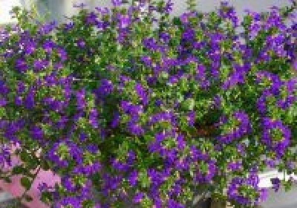 Scaevola aemula Surdiva Deep Violet Blue