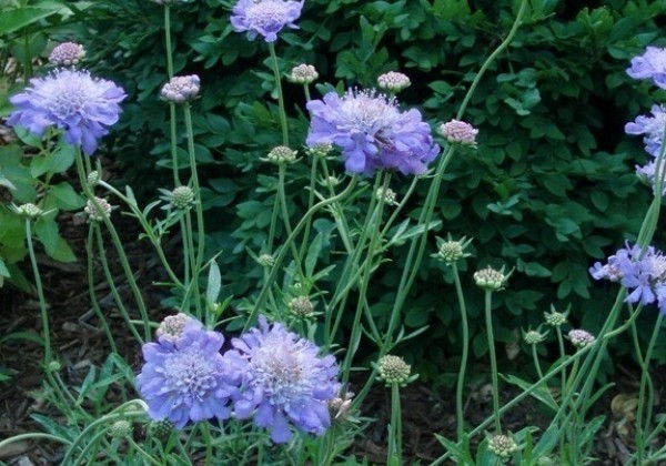 Scabiosa columbaria Butterfly Blue