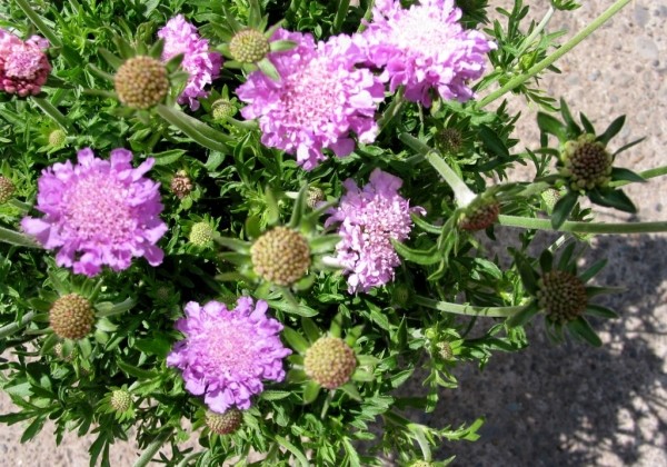 Scabiosa columbaria Pink Mist