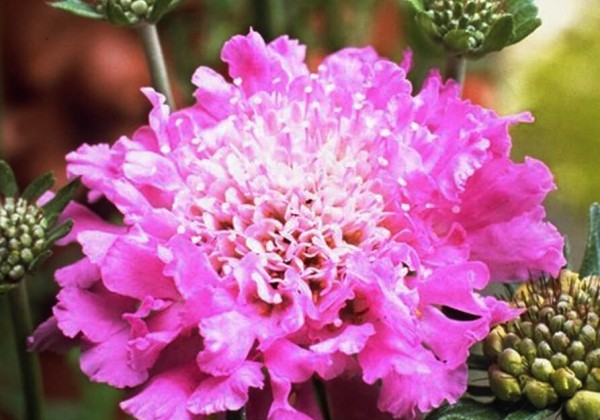 Scabiosa columbaria Pink Mist