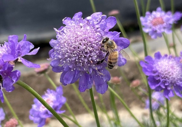 Scabiosa columbaria Nova Dew Drops
