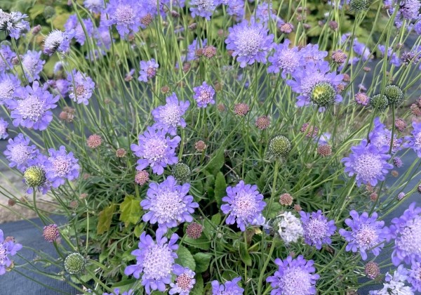 Scabiosa columbaria Nova Dew Drops