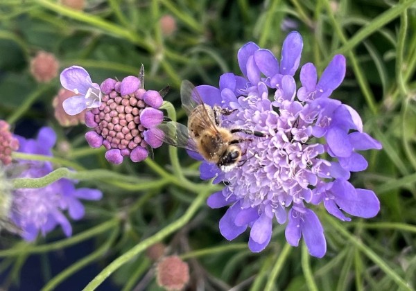 Scabiosa columbaria Nova Dew Drops