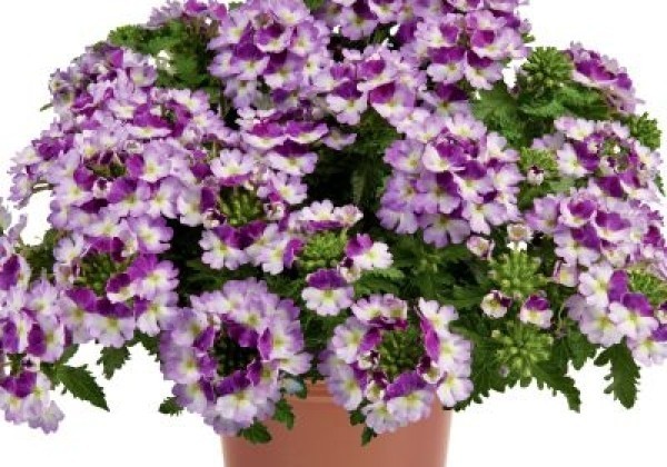 Verbena hybrida Vanessa Compact Bicolor Purple