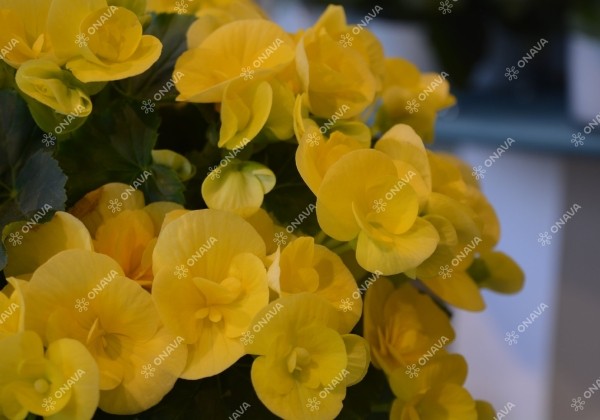 Begonia Ilonas kolekcija Blitz