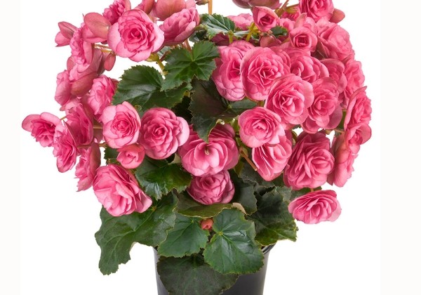 Begonia Bk Collection Rhodee Pink