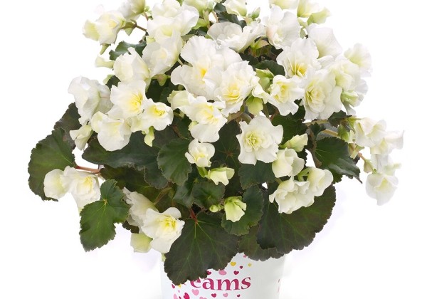 Begonia Bk Collection Glory White