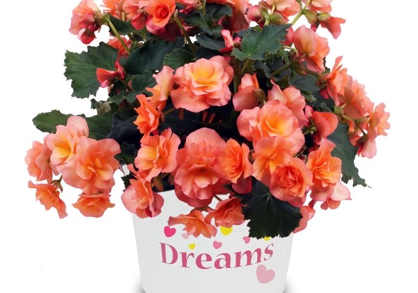 Begonia Solenia Apricot