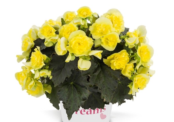 Begonia Solenia Yellow