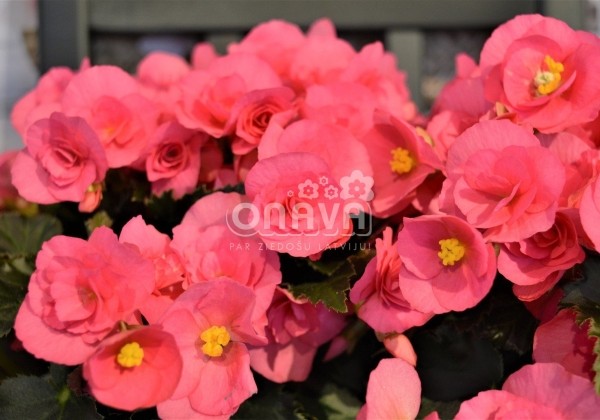 Begonia Adonia Pink (9 cm)