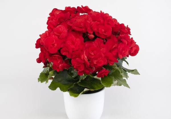 Begonia Sweeties Red