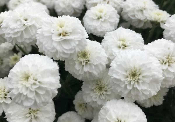Achillea millefolium Peter Cottontail