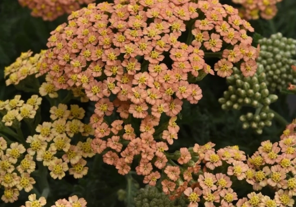 Achillea millefolium New Vintage Terracotta